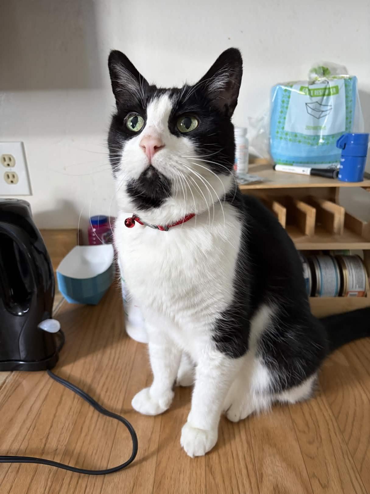 Enlarge Gizmo, a Adoptable Domestic Short Hair in San Luis Obispo, CA image 3/5