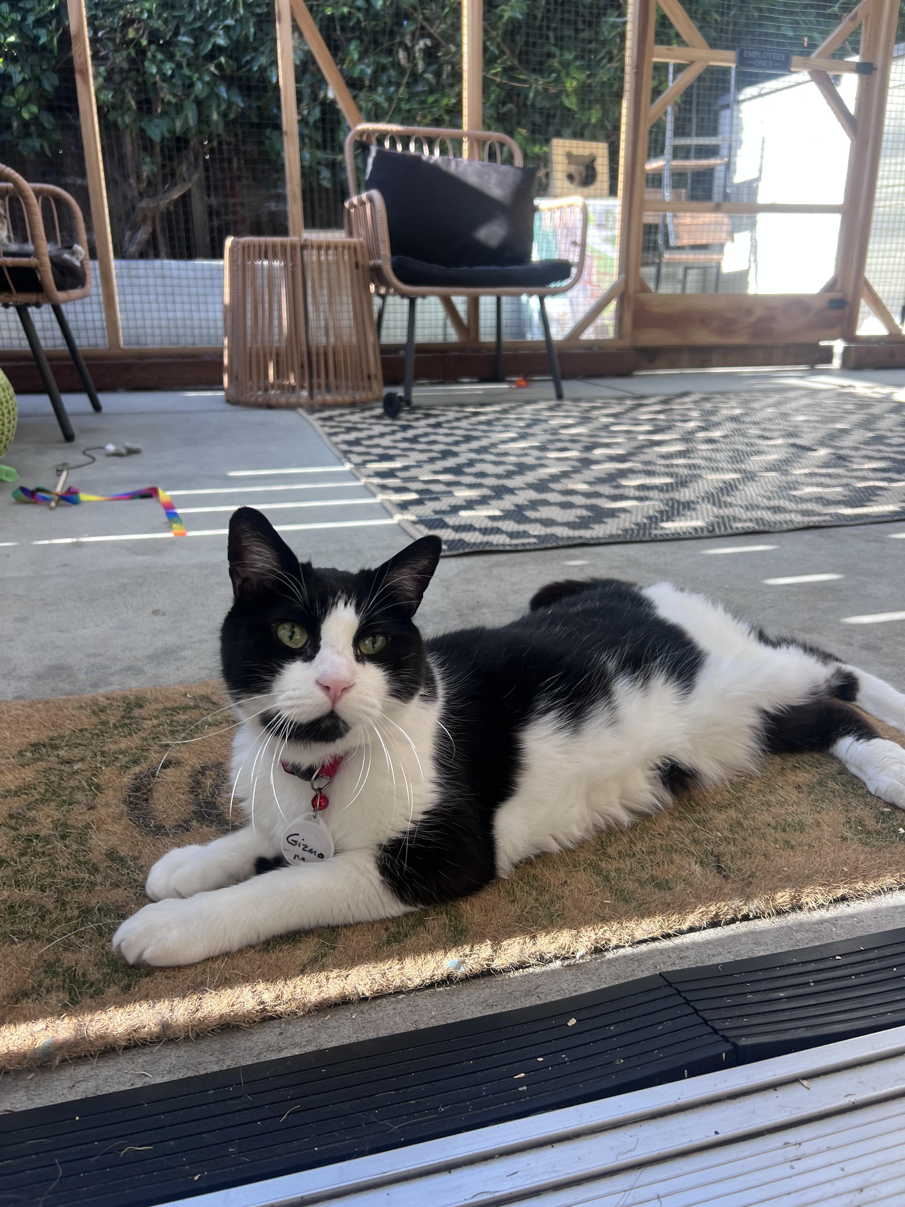 Gizmo, a Adoptable Domestic Short Hair in San Luis Obispo, CA image 1/6
