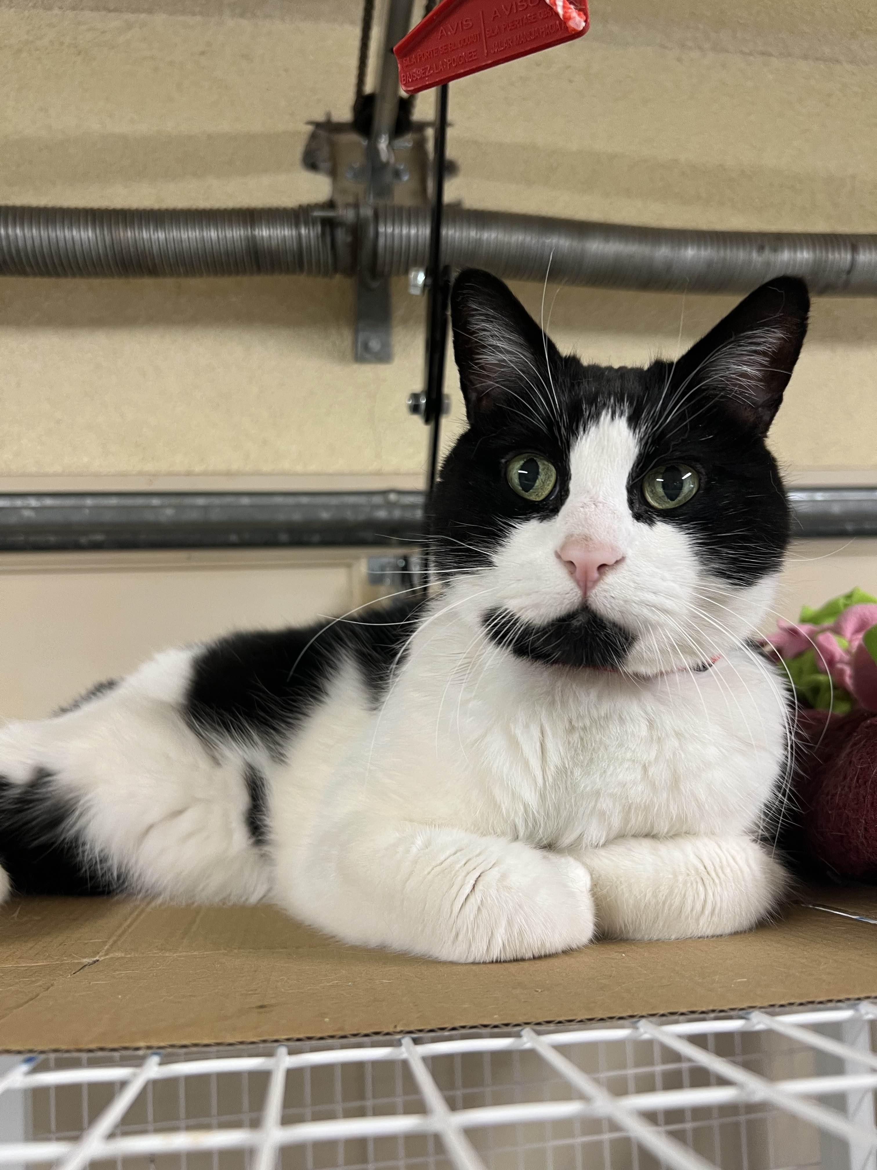 Gizmo, Adoptable, Senior Male Domestic Short Hair.