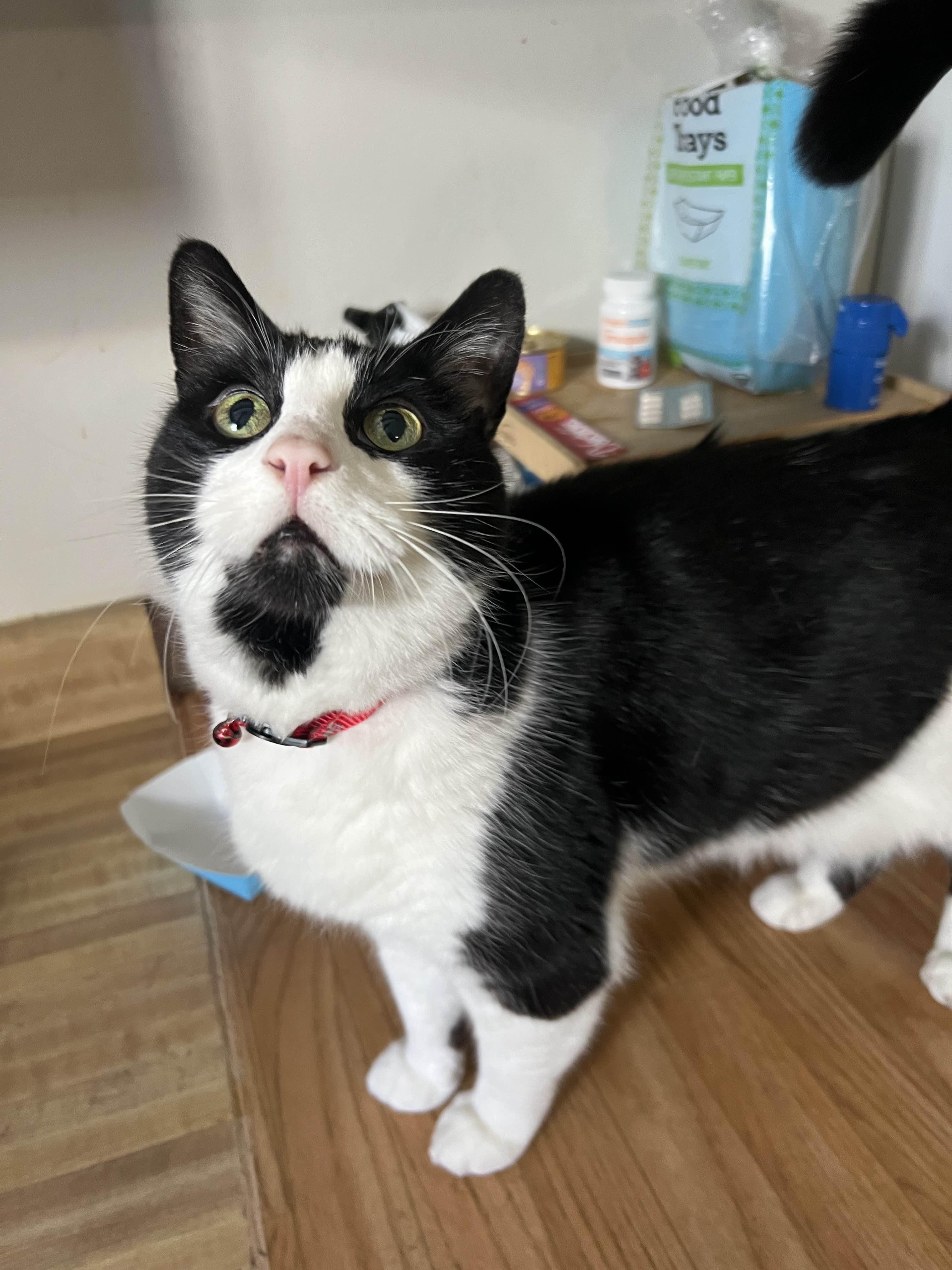 Enlarge Gizmo, a Adoptable Domestic Short Hair in San Luis Obispo, CA image 4/5