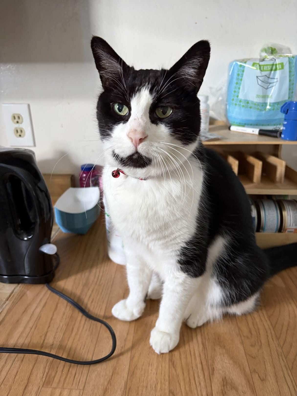 Enlarge Gizmo, a Adoptable Domestic Short Hair in San Luis Obispo, CA image 2/5