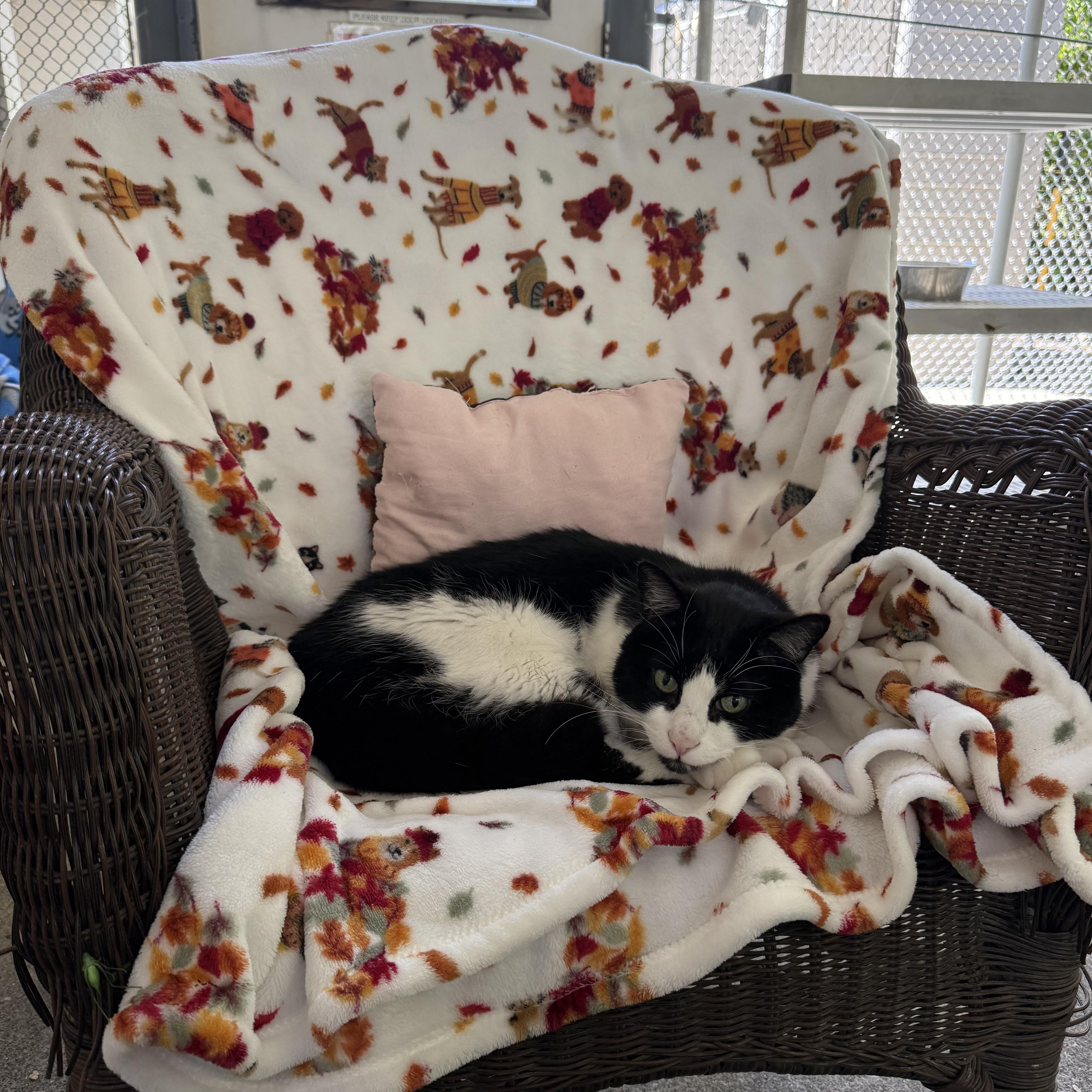 Gizmo, Adoptable, Senior Male Domestic Short Hair.
