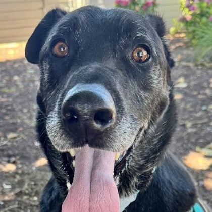 Enlarge Enzo, a ADOPTABLE Mixed Breed in Santa Cruz, CA image 3/5