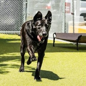 Enlarge Enzo, a ADOPTABLE Mixed Breed in Santa Cruz, CA image 4/5