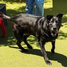Enlarge Enzo, a ADOPTABLE Mixed Breed in Santa Cruz, CA image 2/5