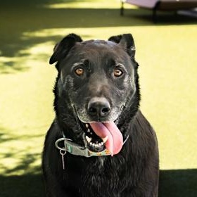 Enlarge Enzo, a ADOPTABLE Mixed Breed in Santa Cruz, CA image 1/5