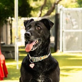 Enlarge Enzo, a ADOPTABLE Mixed Breed in Santa Cruz, CA image 5/5