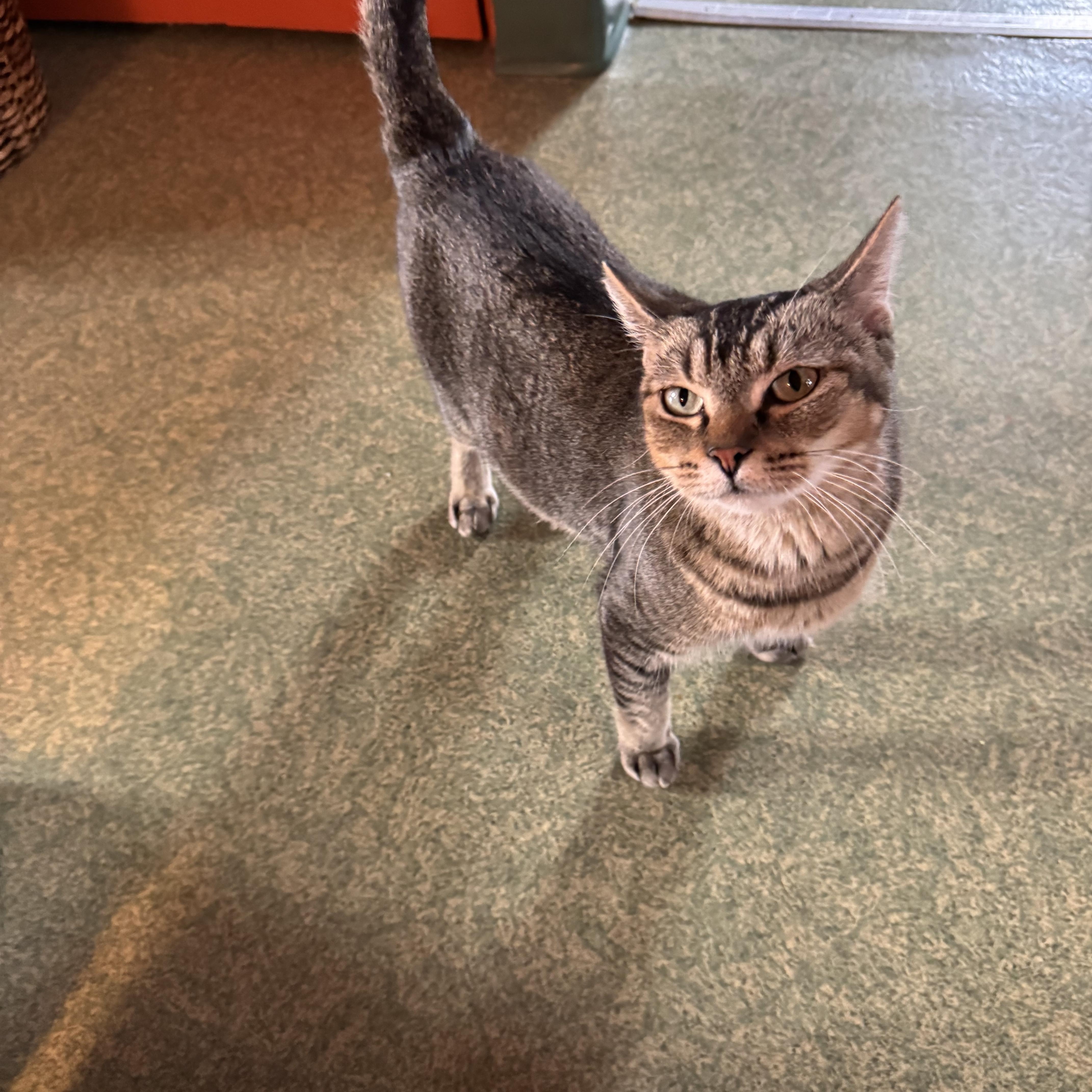 Enlarge Cleopatra, a Adoptable mixed breed in Mount Vernon, IL image 3/6