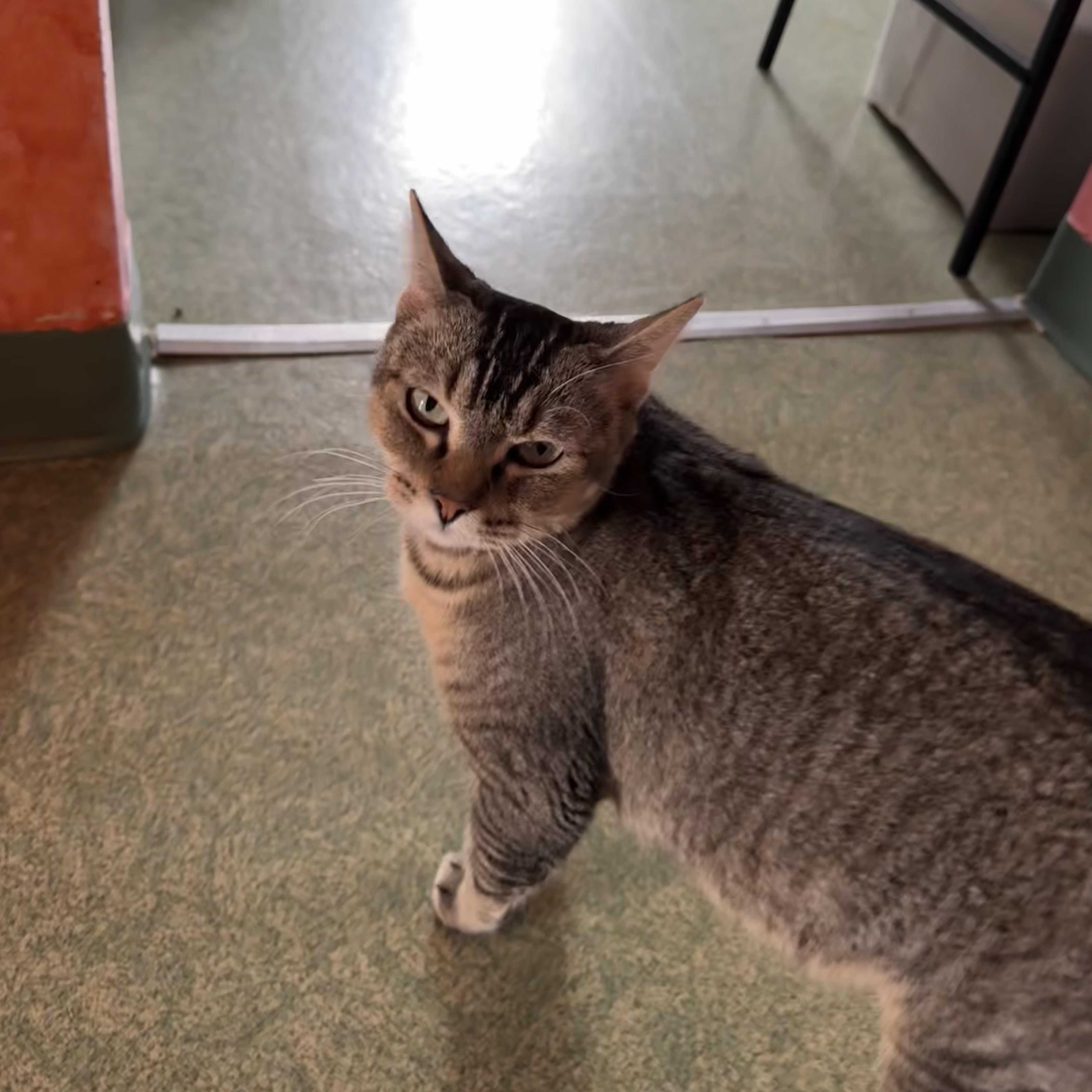 Enlarge Cleopatra, a Adoptable mixed breed in Mount Vernon, IL image 5/6