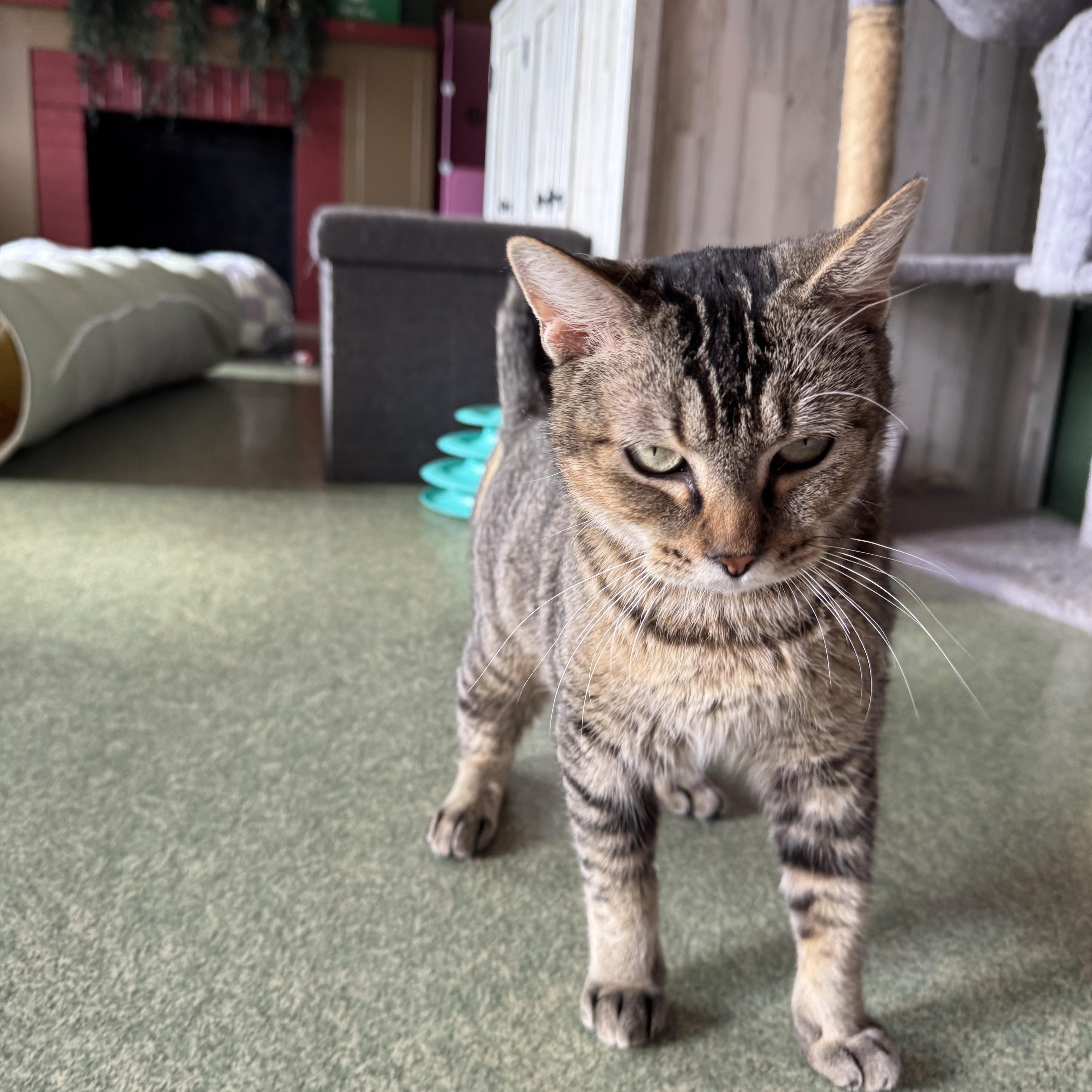 Enlarge Cleopatra, a Adoptable mixed breed in Mount Vernon, IL image 6/6