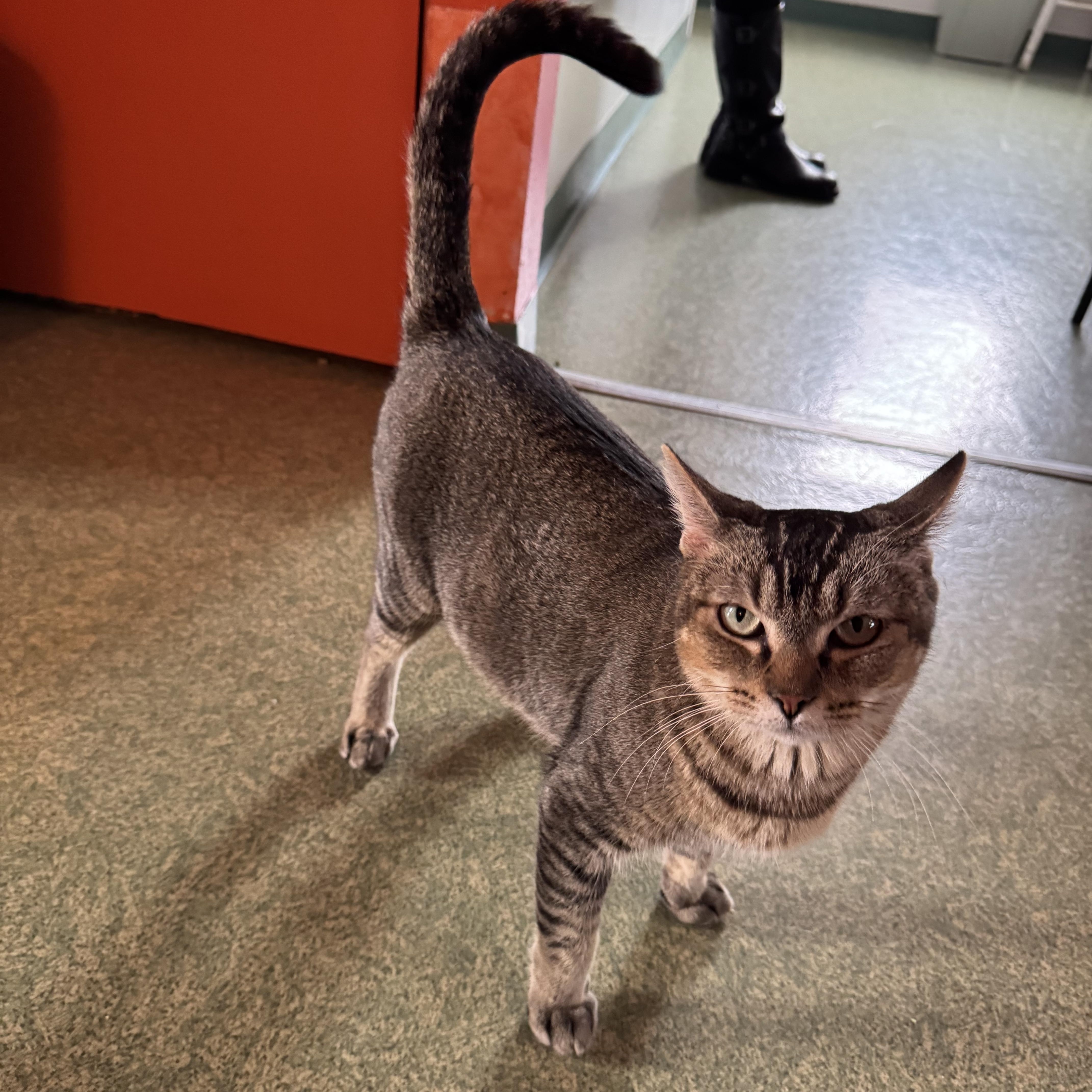 Enlarge Cleopatra, a Adoptable mixed breed in Mount Vernon, IL image 2/6