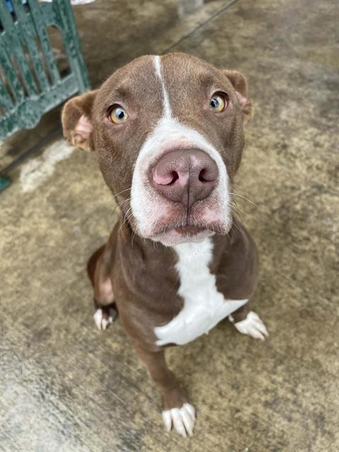 Enlarge HERCULES, a Adoptable mixed breed in Lodi, CA image 1/1