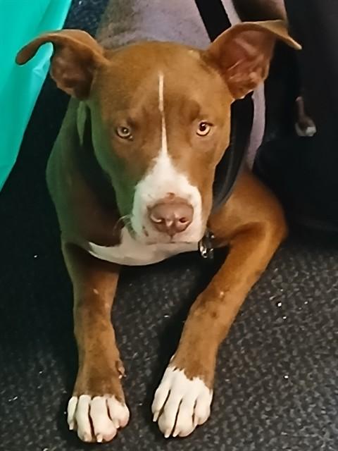 Enlarge HERCULES, a Adoptable mixed breed in Lodi, CA image 1/1