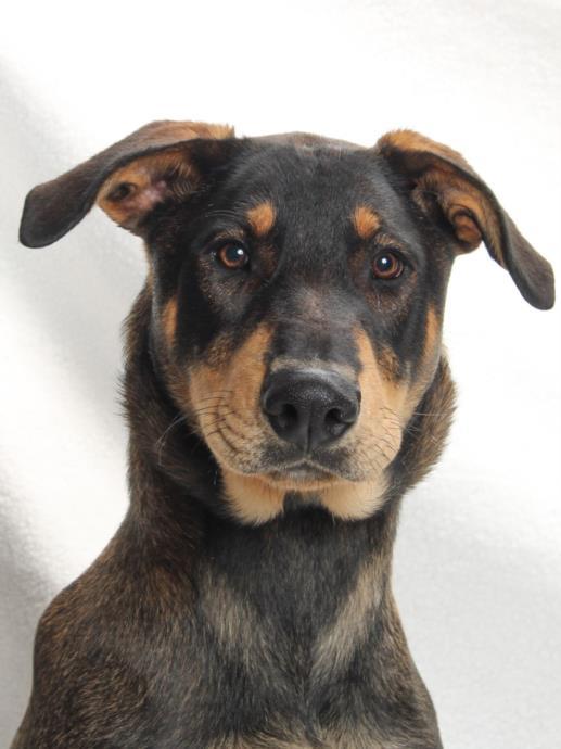 BLAKE, Adoptable, Young Male Bloodhound & Doberman Pinscher.