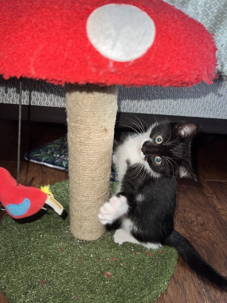 Mustachio, Adoptable, Kitten Female Domestic Short Hair.