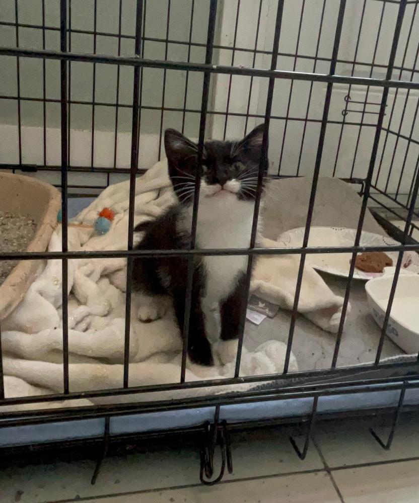 Enlarge Mustachio, a Adoptable mixed breed in Brandon, FL image 3/6