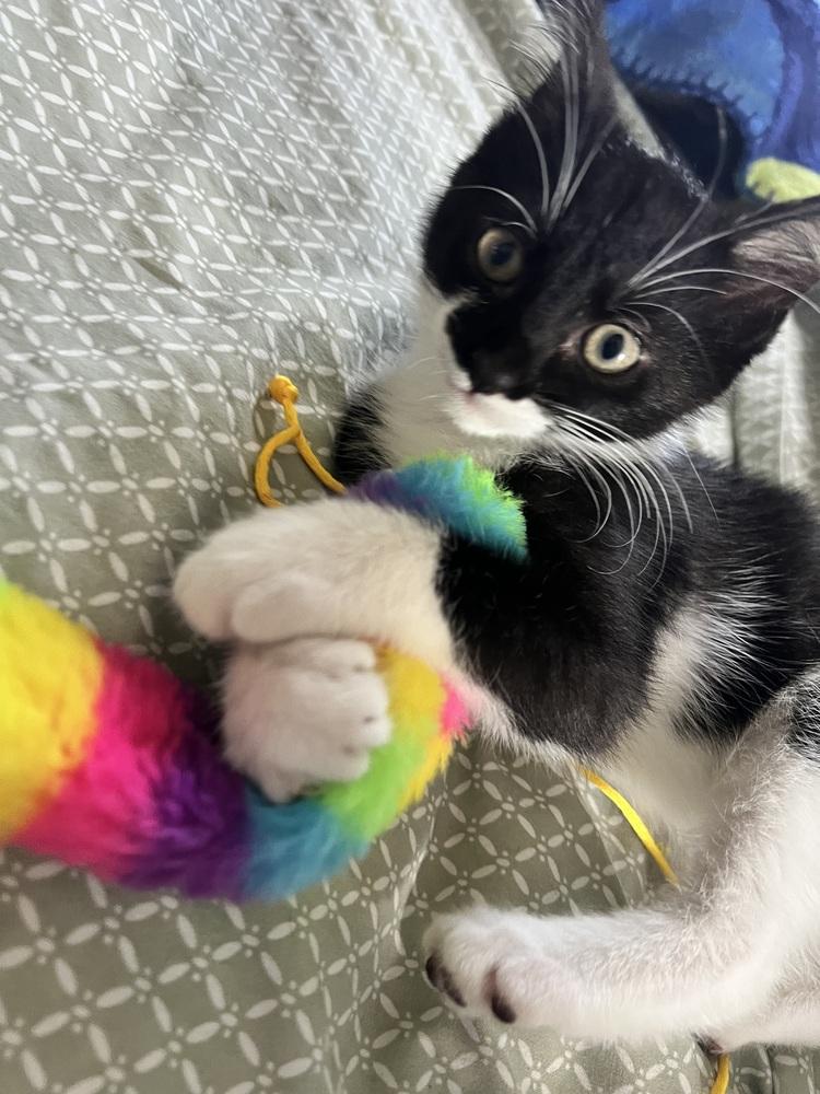 Enlarge Mustachio, a Adoptable mixed breed in Brandon, FL image 4/6