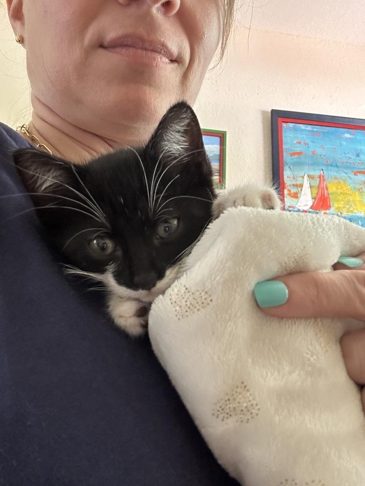 Enlarge Mustachio, a Adoptable mixed breed in Brandon, FL image 5/6