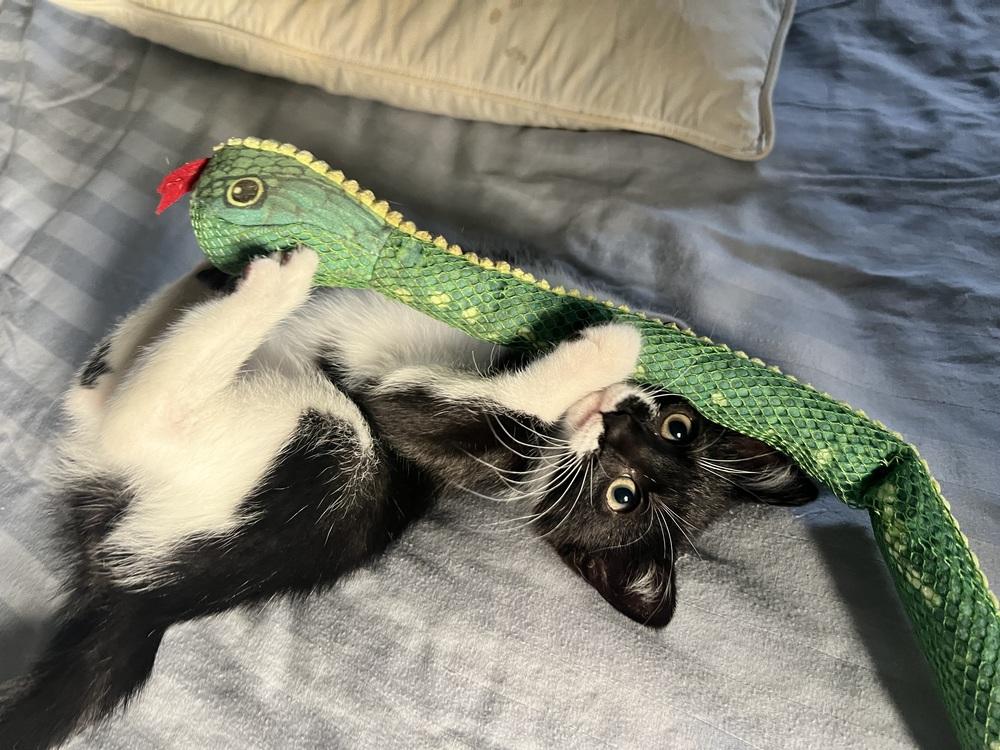 Enlarge Mustachio, a Adoptable mixed breed in Brandon, FL image 6/6