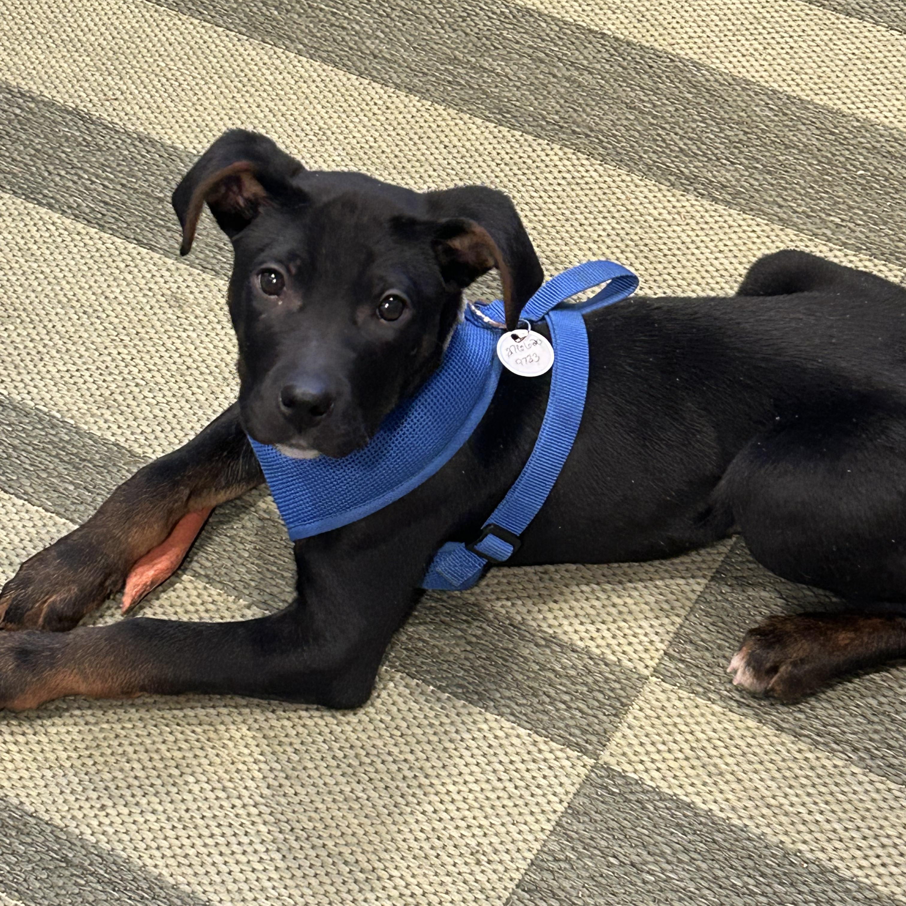 Enlarge Spark, a ADOPTABLE mixed breed in Potomac, MD image 2/4