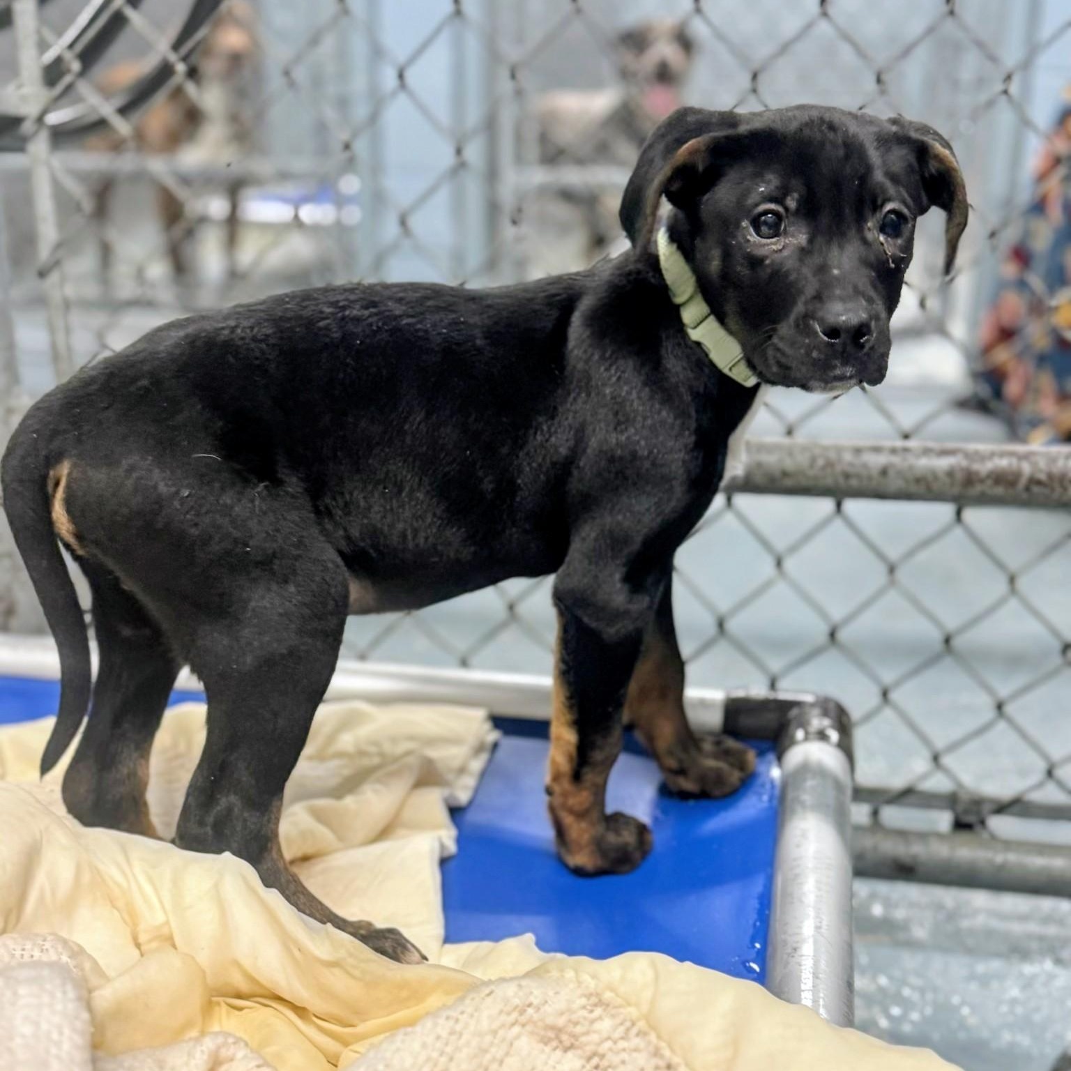 Enlarge Spark, a ADOPTABLE mixed breed in Potomac, MD image 3/4