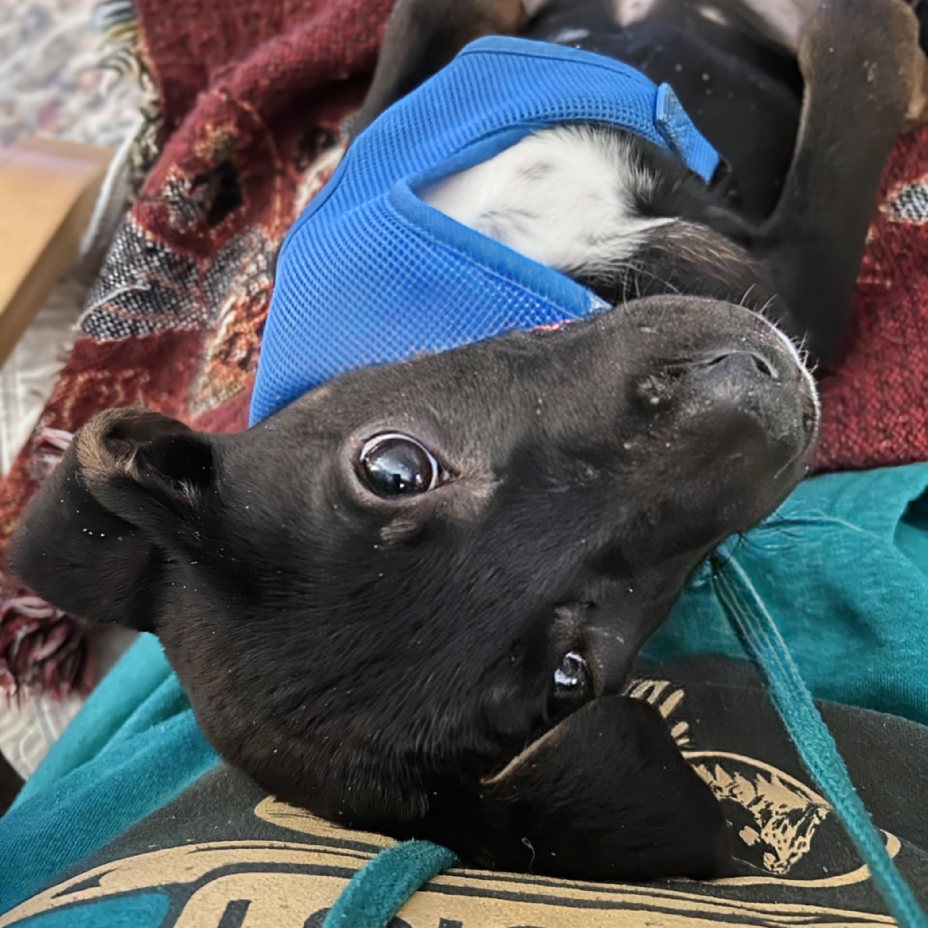 Enlarge Spark, a ADOPTABLE mixed breed in Potomac, MD image 1/4