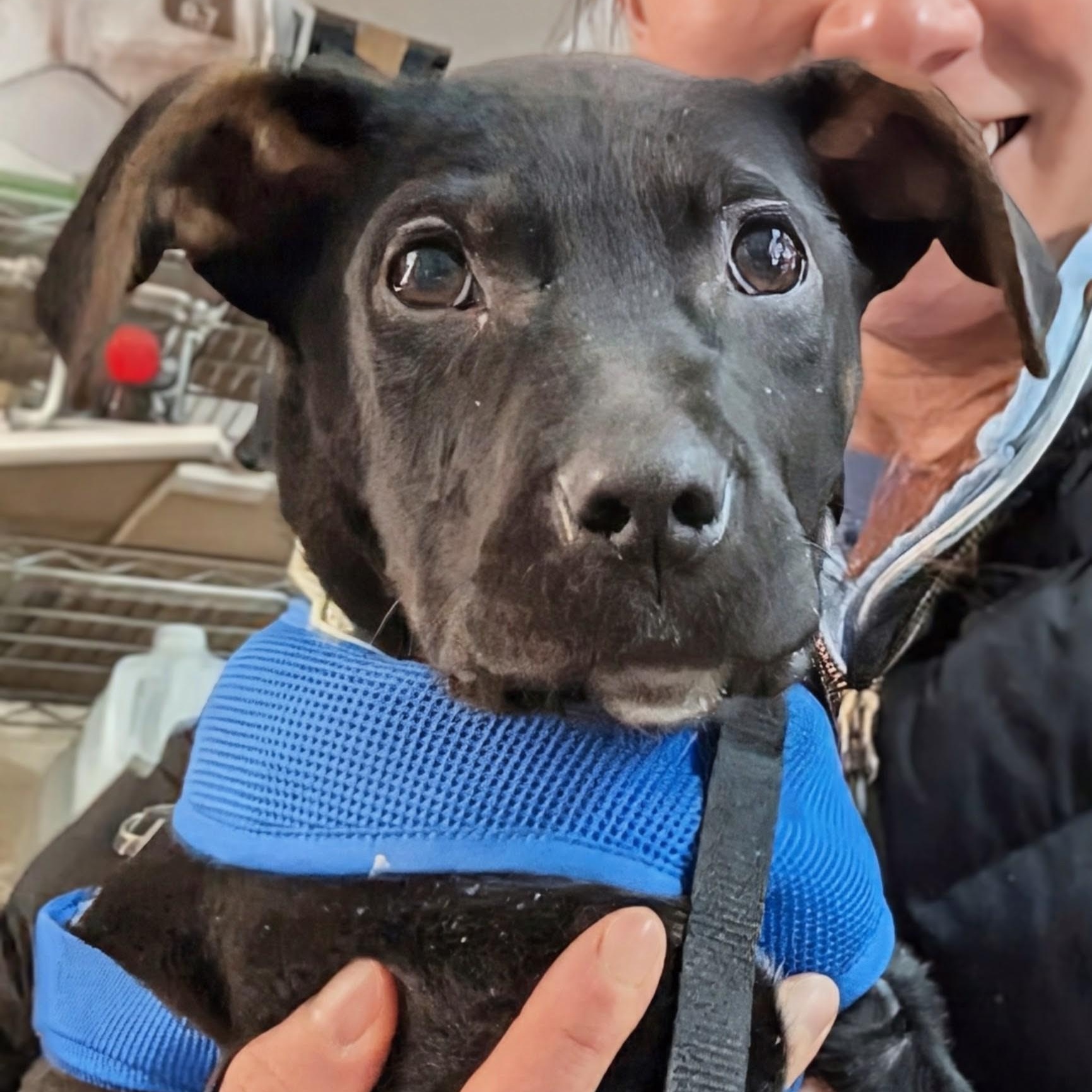 Enlarge Spark, a ADOPTABLE mixed breed in Potomac, MD image 4/4