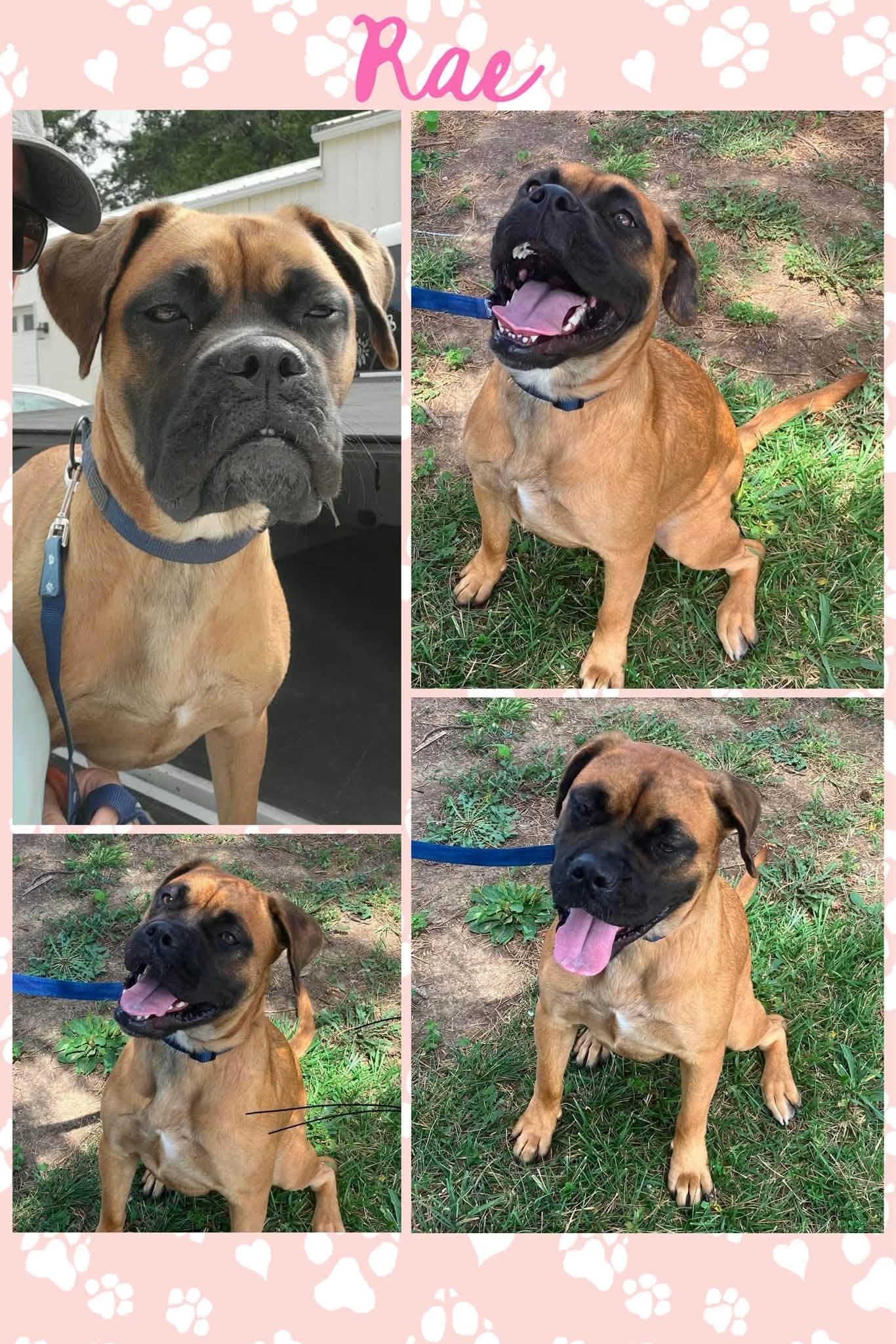 Rae, ADOPTABLE, Young Female Mastiff & Boxer.