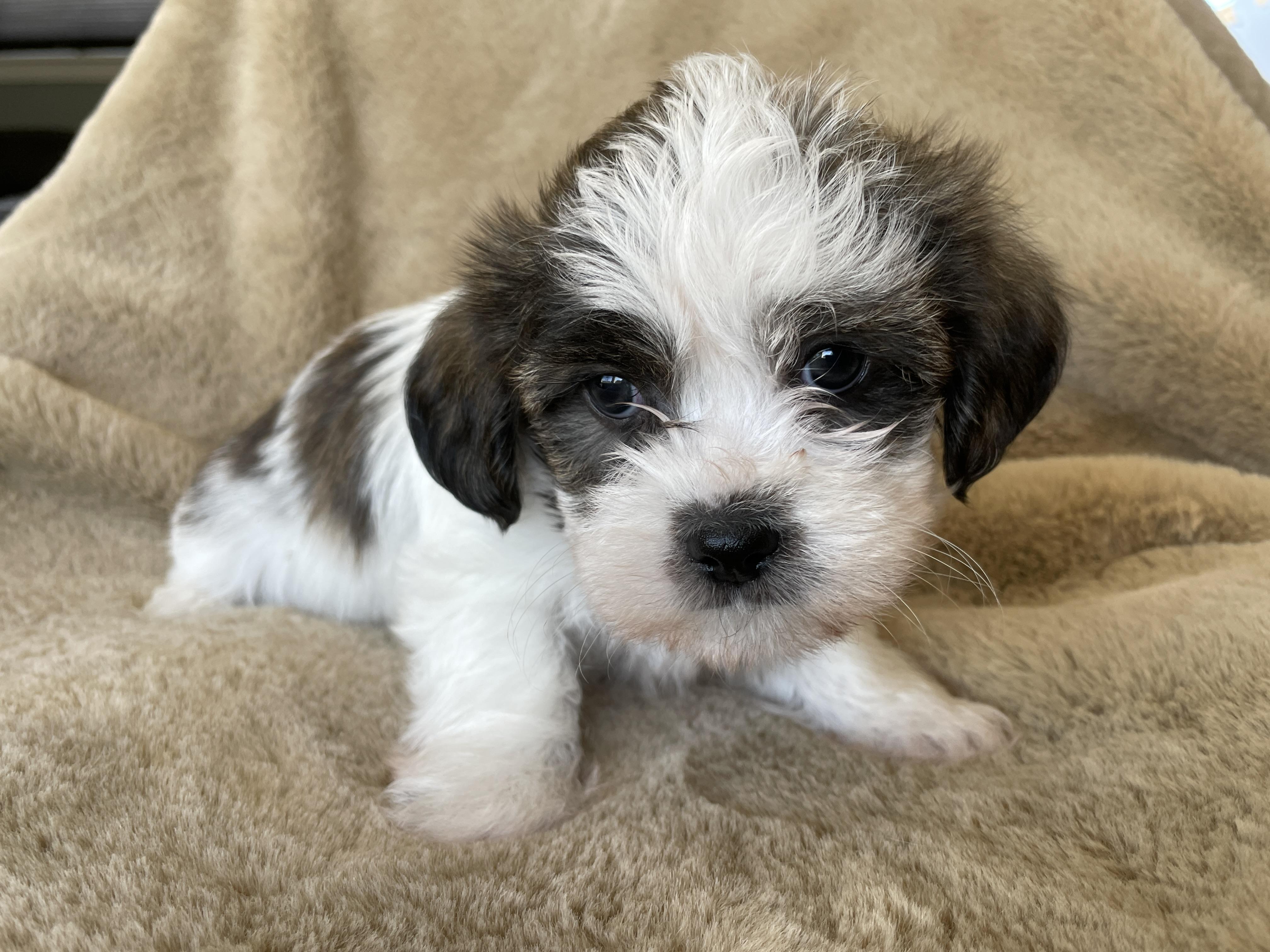 Enlarge Tad Pudding, a Adoptable Shih Tzu in Andover, MA image 6/6