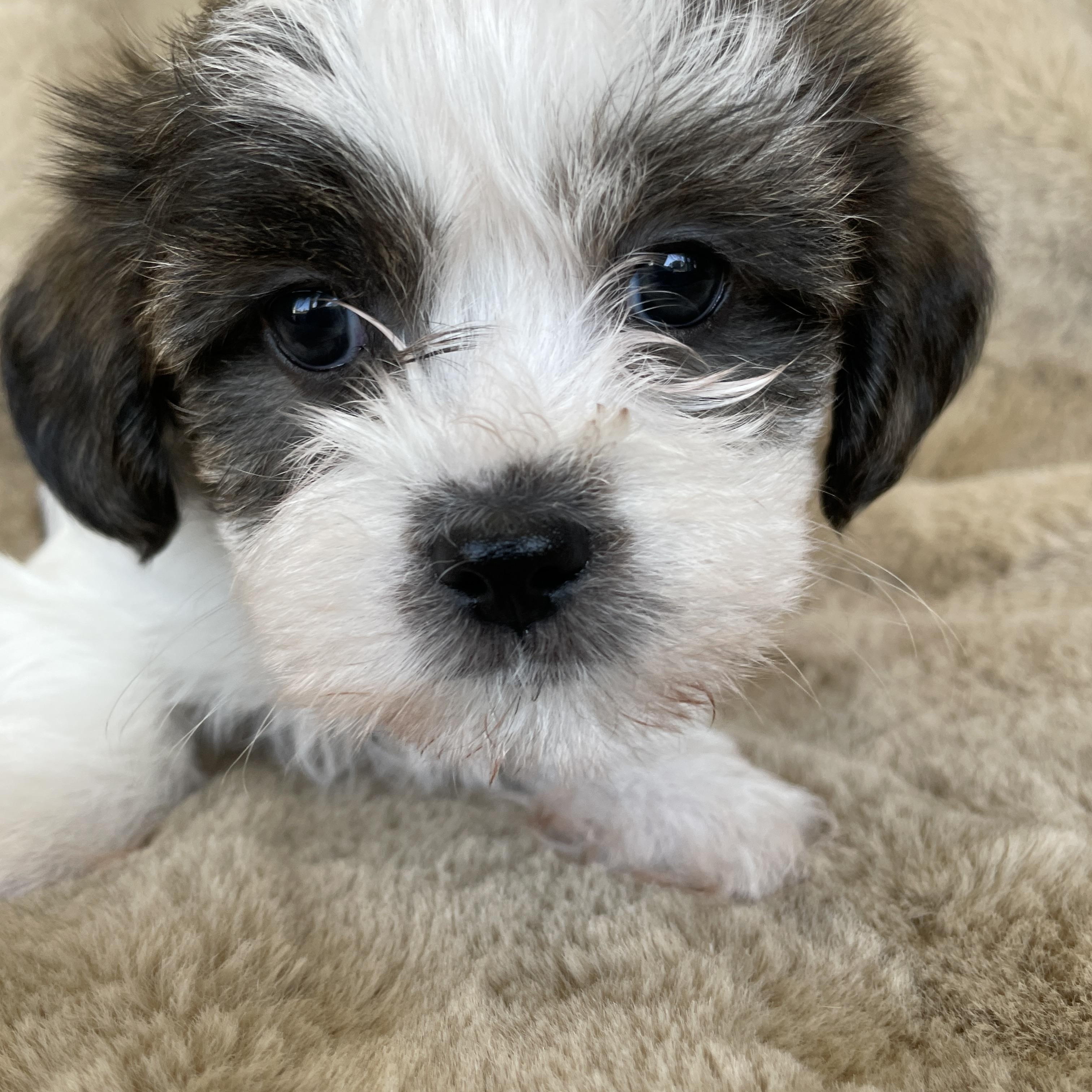 Enlarge Tad Pudding, a Adoptable Shih Tzu in Andover, MA image 2/6