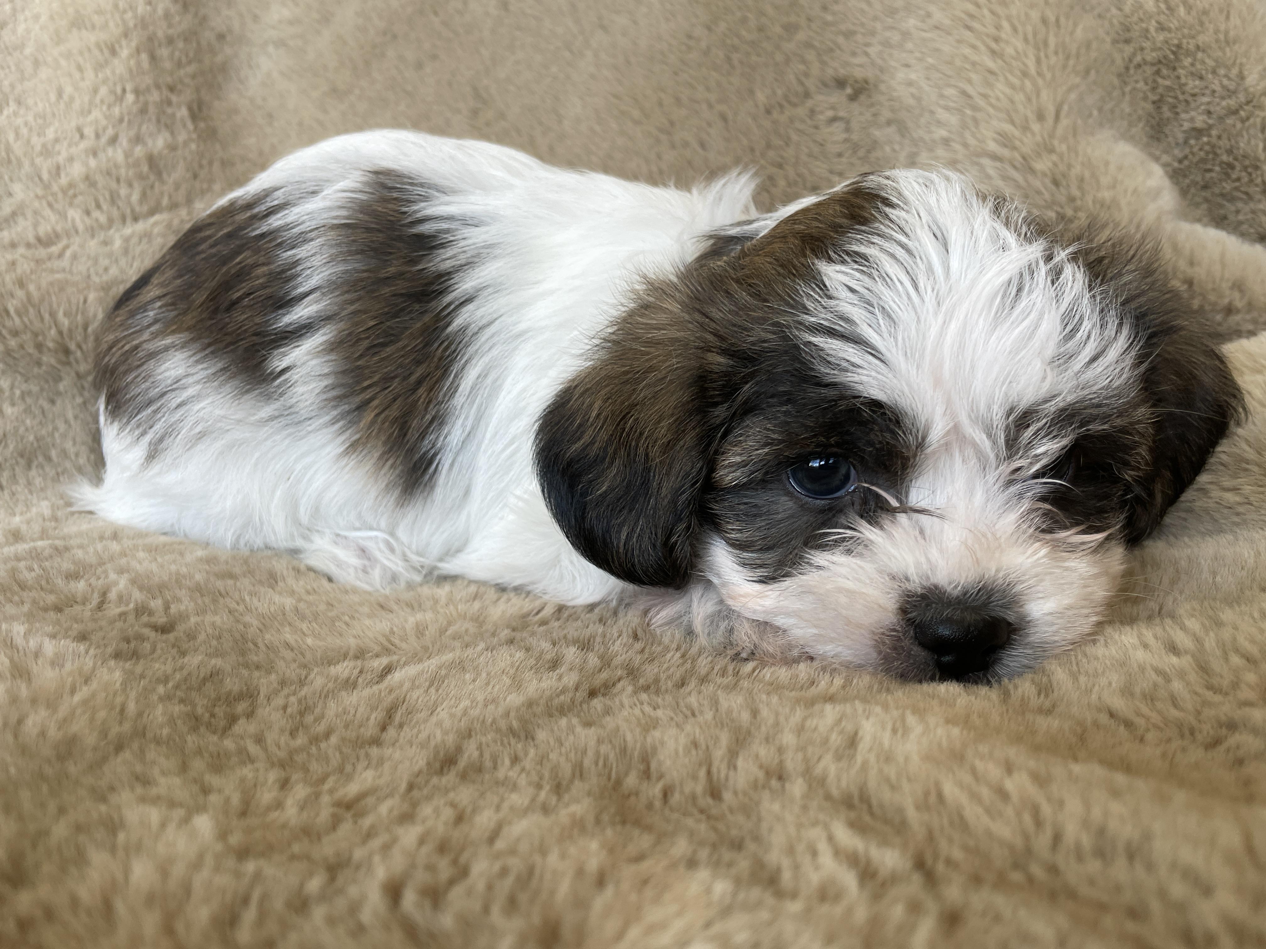 Enlarge Tad Pudding, a Adoptable Shih Tzu in Andover, MA image 3/6