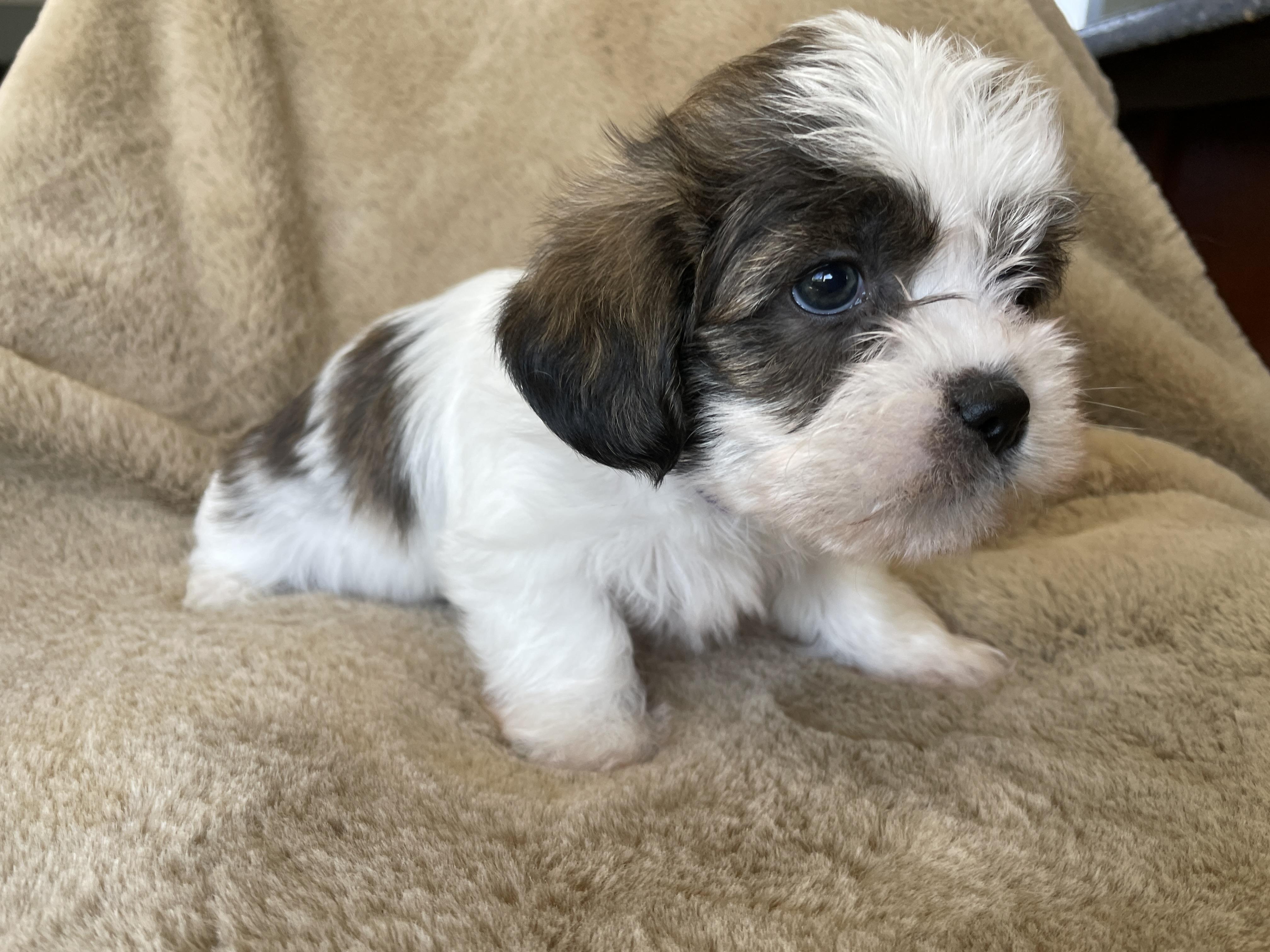 Enlarge Tad Pudding, a Adoptable Shih Tzu in Andover, MA image 5/6