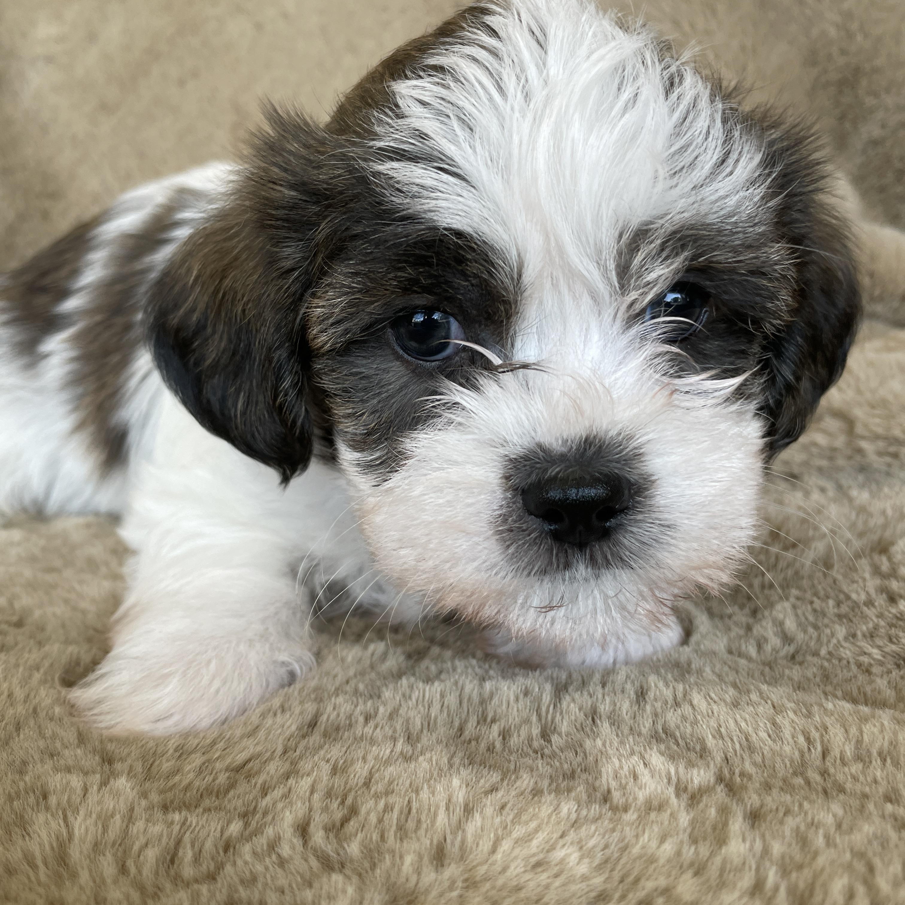 Enlarge Tad Pudding, a Adoptable Shih Tzu in Andover, MA image 1/6