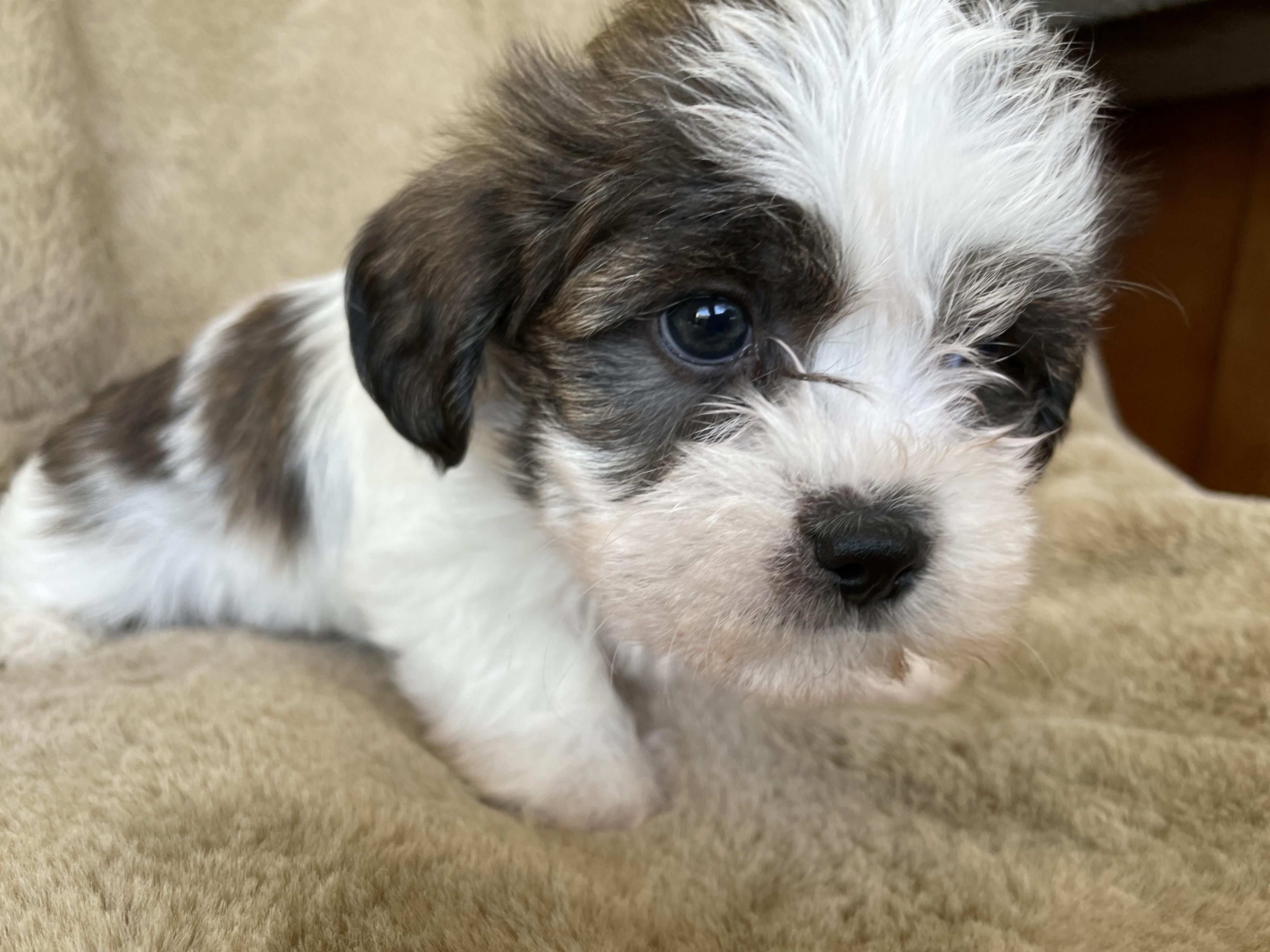 Enlarge Tad Pudding, a Adoptable Shih Tzu in Andover, MA image 4/6