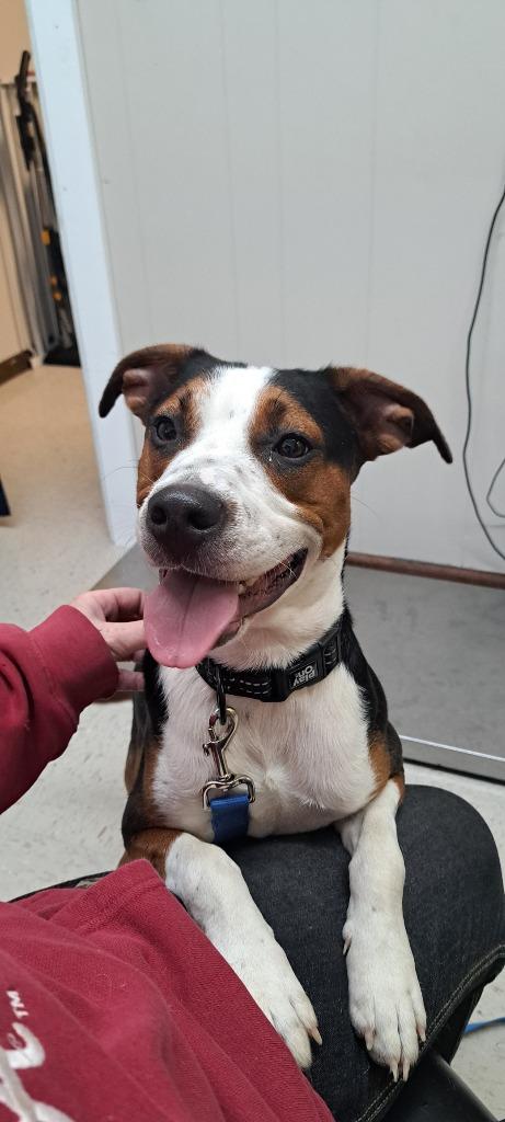 Henry, Adoptable, Young Male Australian Shepherd & Pit Bull Terrier.