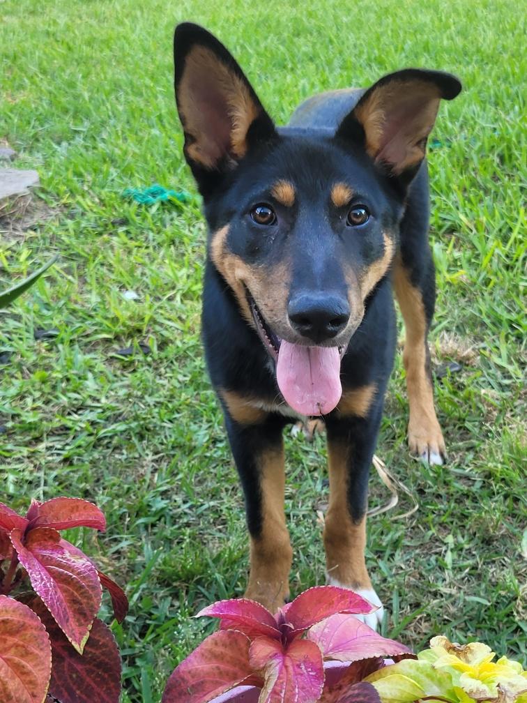 Enlarge Murphy, a Adoptable mixed breed in Cypress, TX image 4/5