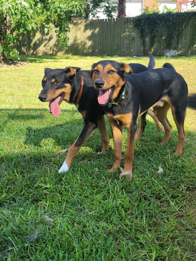 Enlarge Murphy, a Adoptable mixed breed in Cypress, TX image 2/5