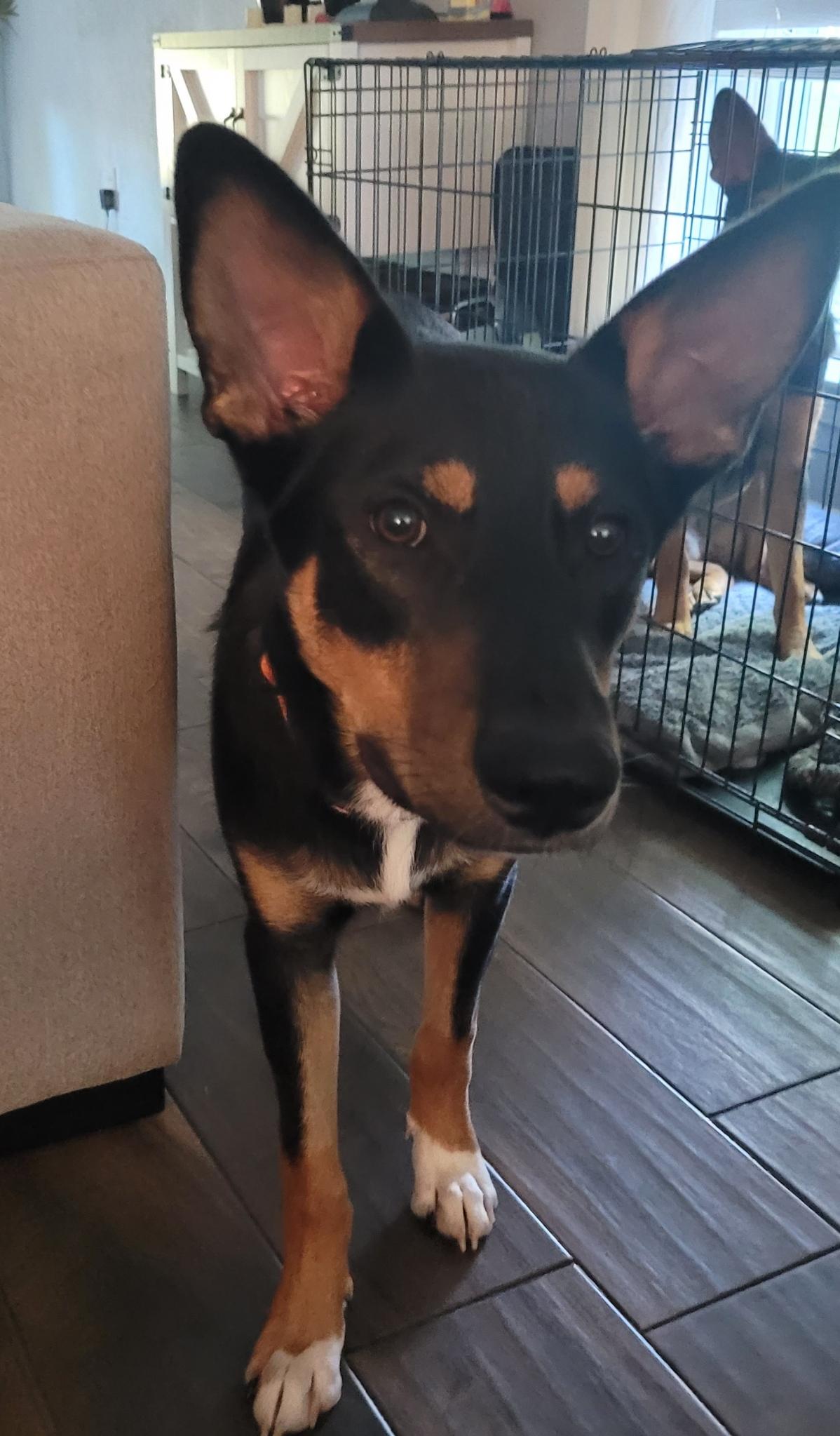 Enlarge Murphy, a Adoptable mixed breed in Cypress, TX image 5/5