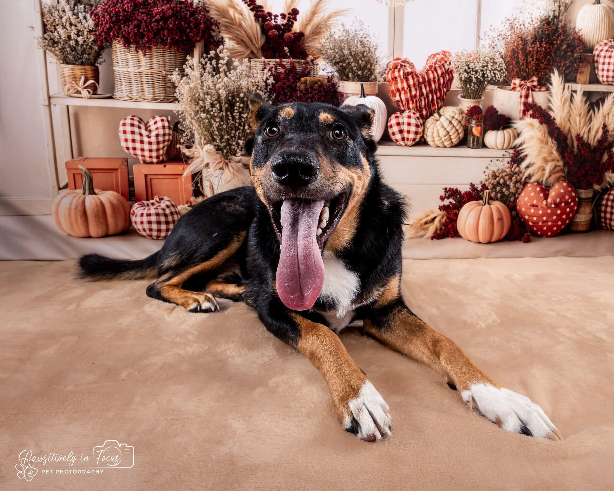 Enlarge Murphy, a Adoptable mixed breed in Cypress, TX image 5/5