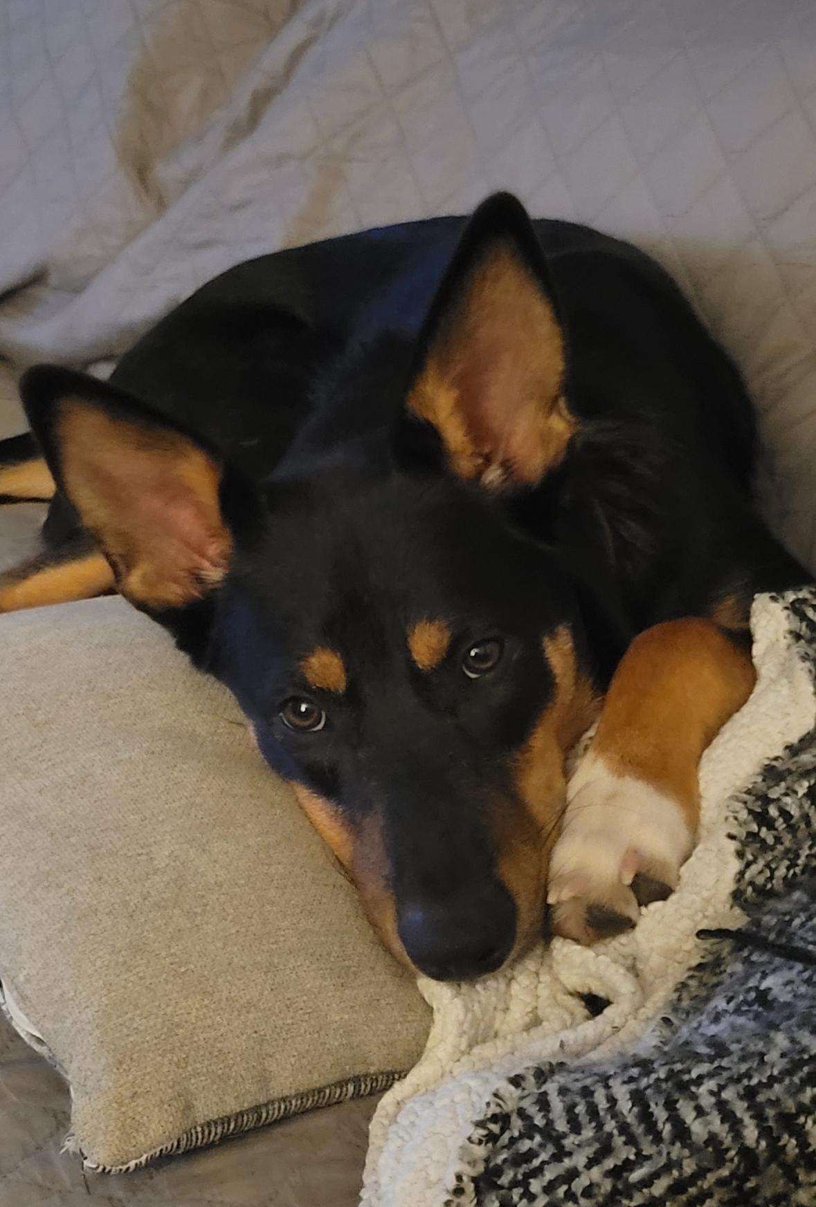 Enlarge Murphy, a Adoptable mixed breed in Cypress, TX image 3/5