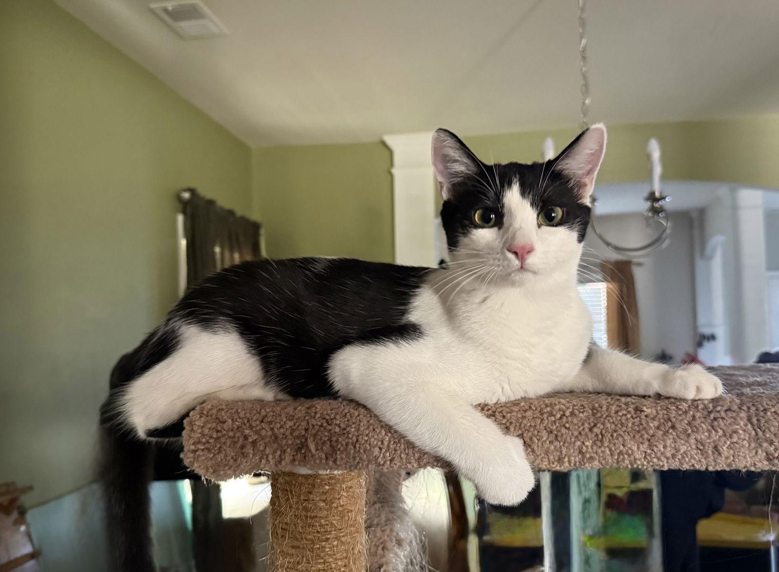 Purrducken, Adoptable, Young Female Domestic Short Hair.