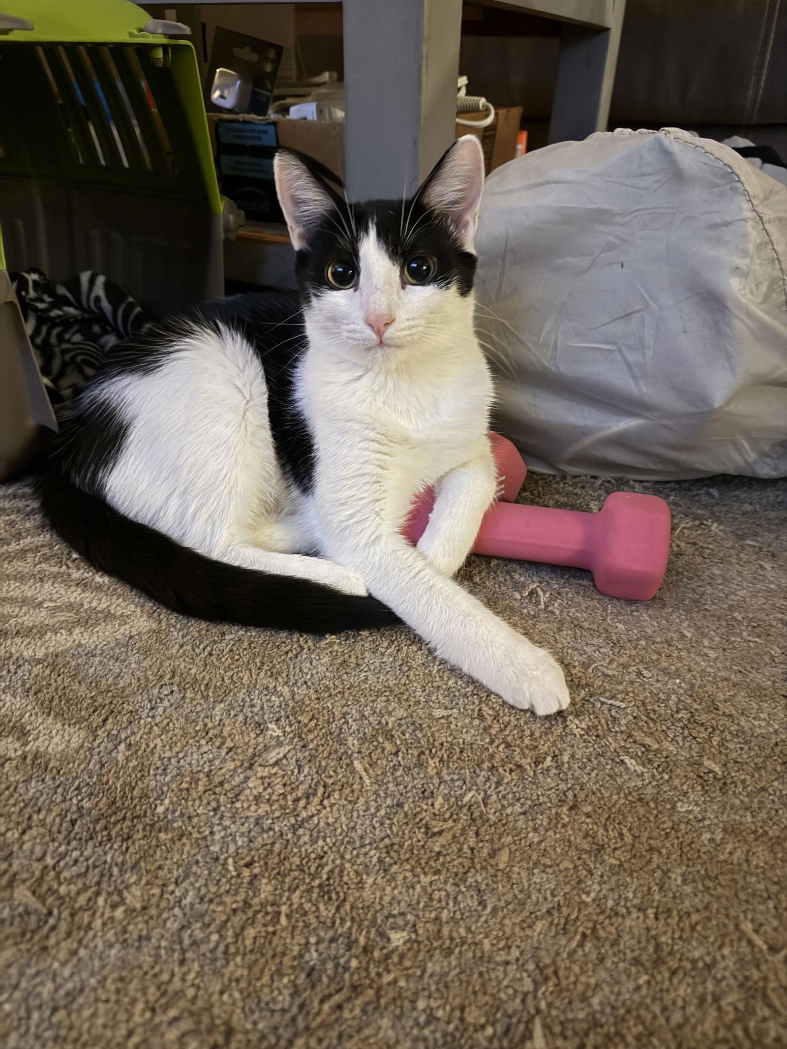 Enlarge Purrducken, a Adoptable Domestic Short Hair in Camden, SC image 2/3