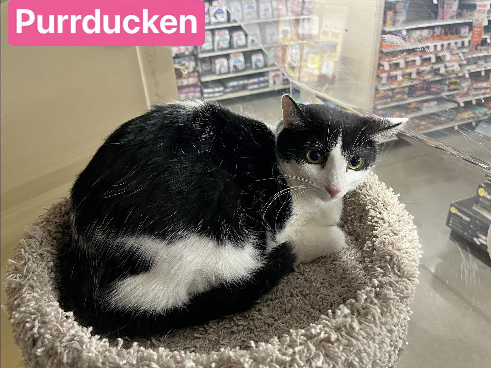 Enlarge Purrducken, a Adoptable Domestic Short Hair in Camden, SC image 3/3