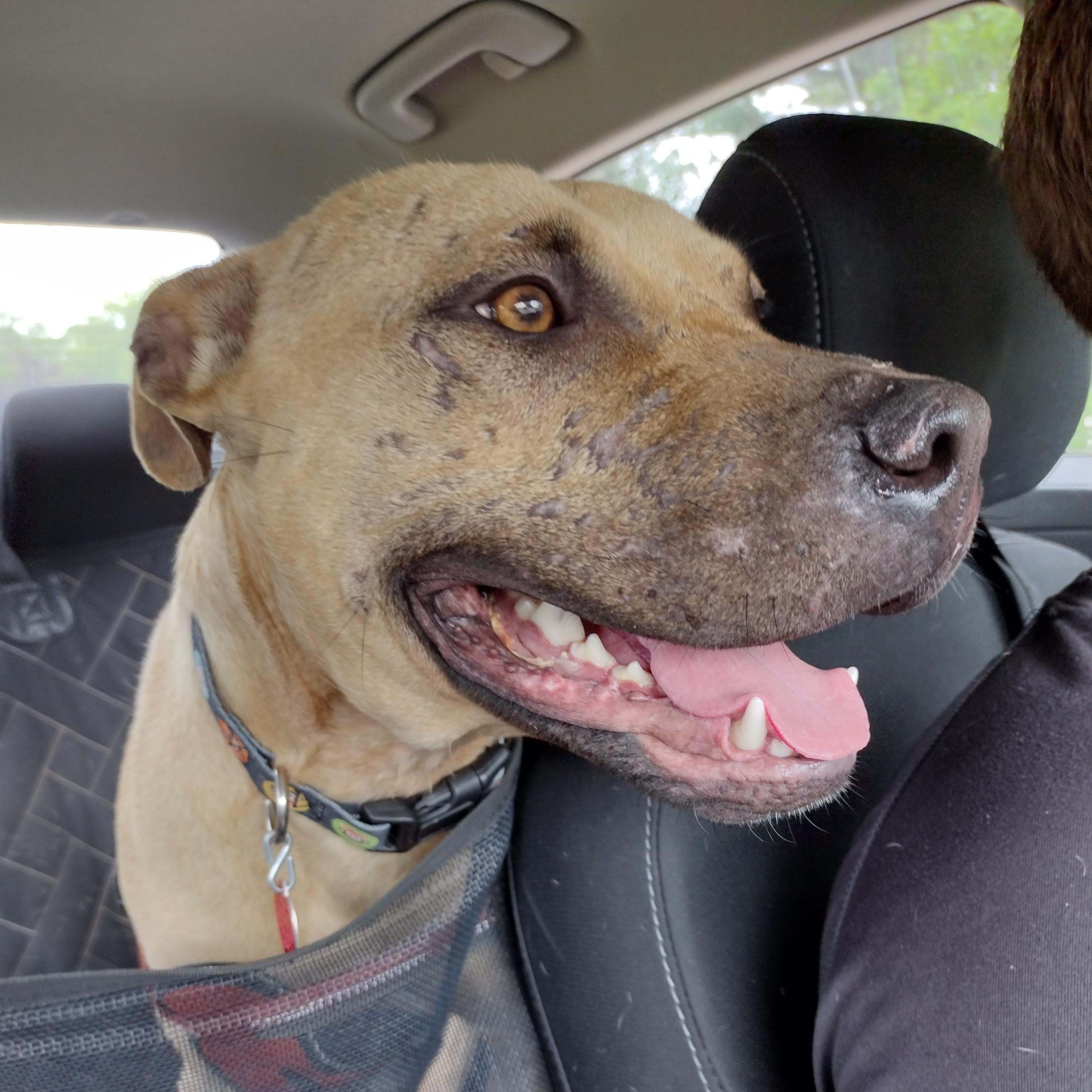 ~ courtesy ~ Francis, Adoptable, Adult Female Pit Bull Terrier & Black Mouth Cur.