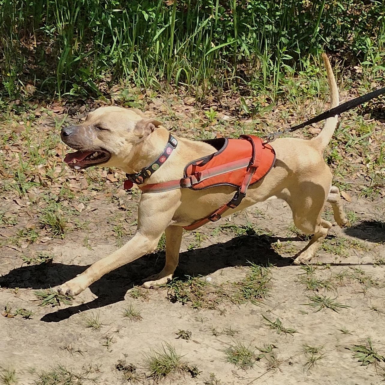 Enlarge ~ courtesy ~ Francis, a Adoptable mixed breed in Mobile, AL image 2/3