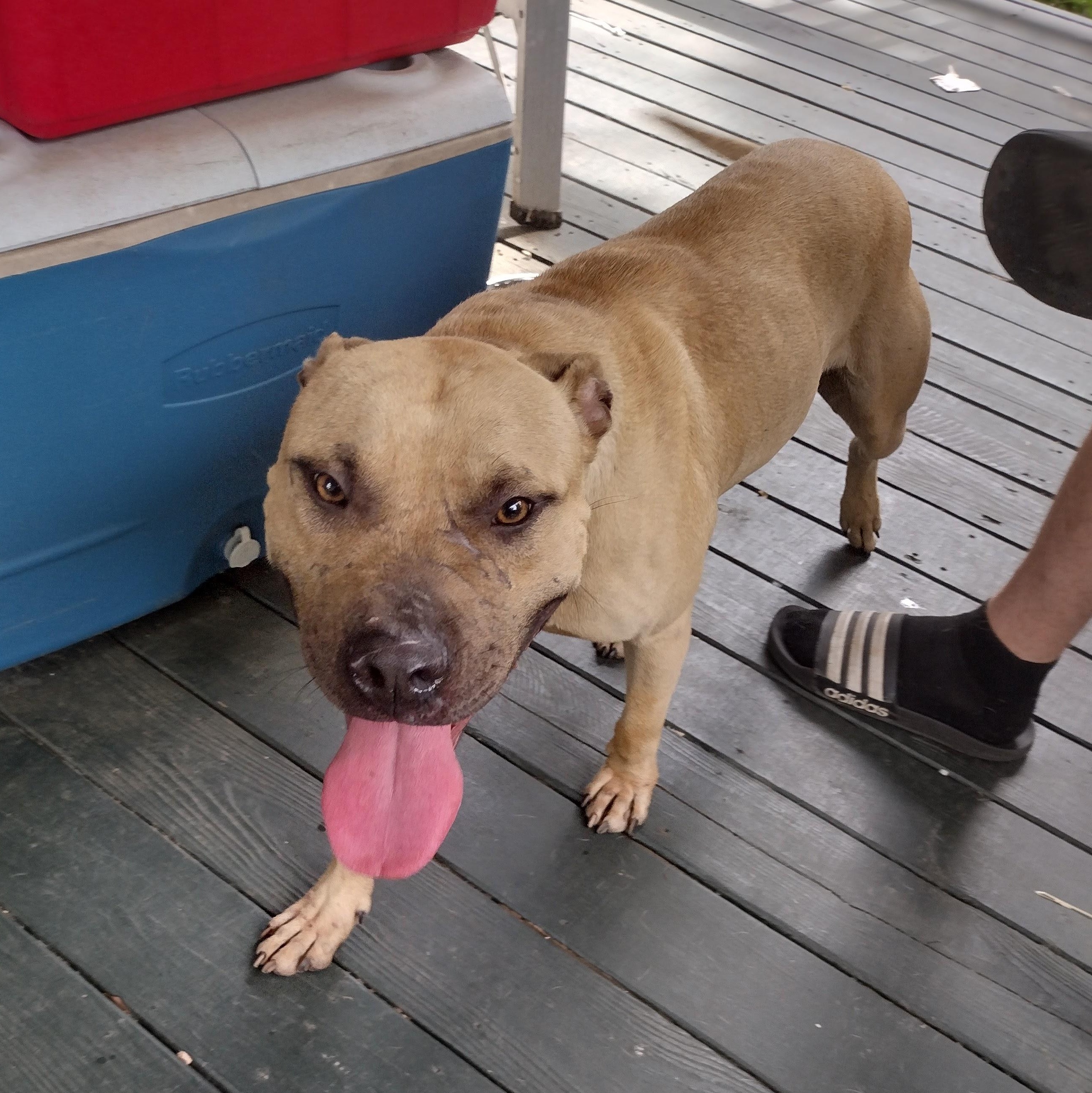 Enlarge ~ courtesy ~ Francis, a Adoptable mixed breed in Mobile, AL image 3/3