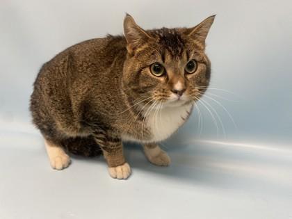 Enlarge Rainy, a Adoptable mixed breed in Coon Rapids, MN image 1/1