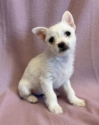 Tiffany, adopted, Puppy Female Chihuahua & Shih Tzu.