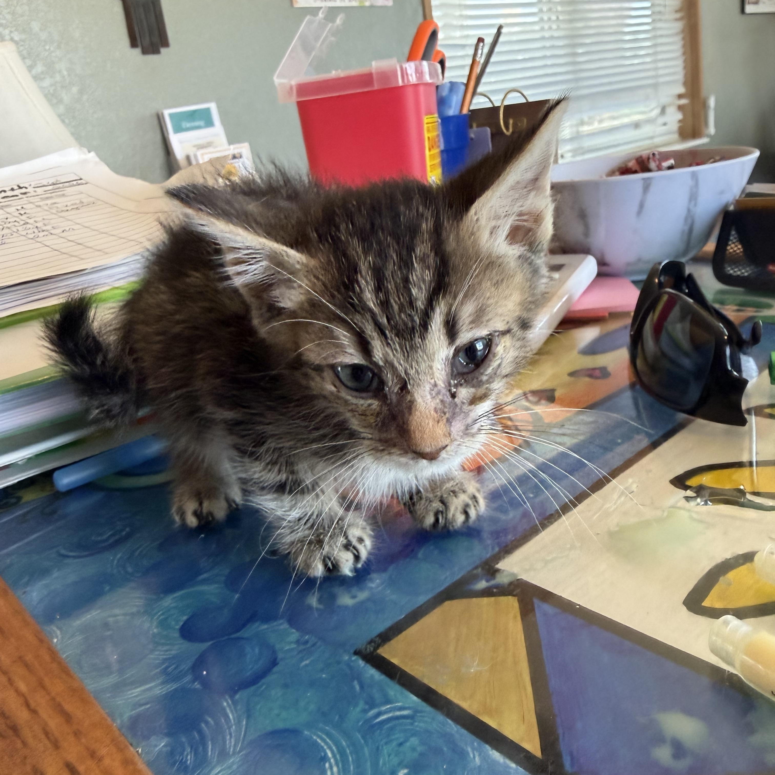 Enlarge Richard, a Adoptable Domestic Short Hair in Deming, NM image 1/2