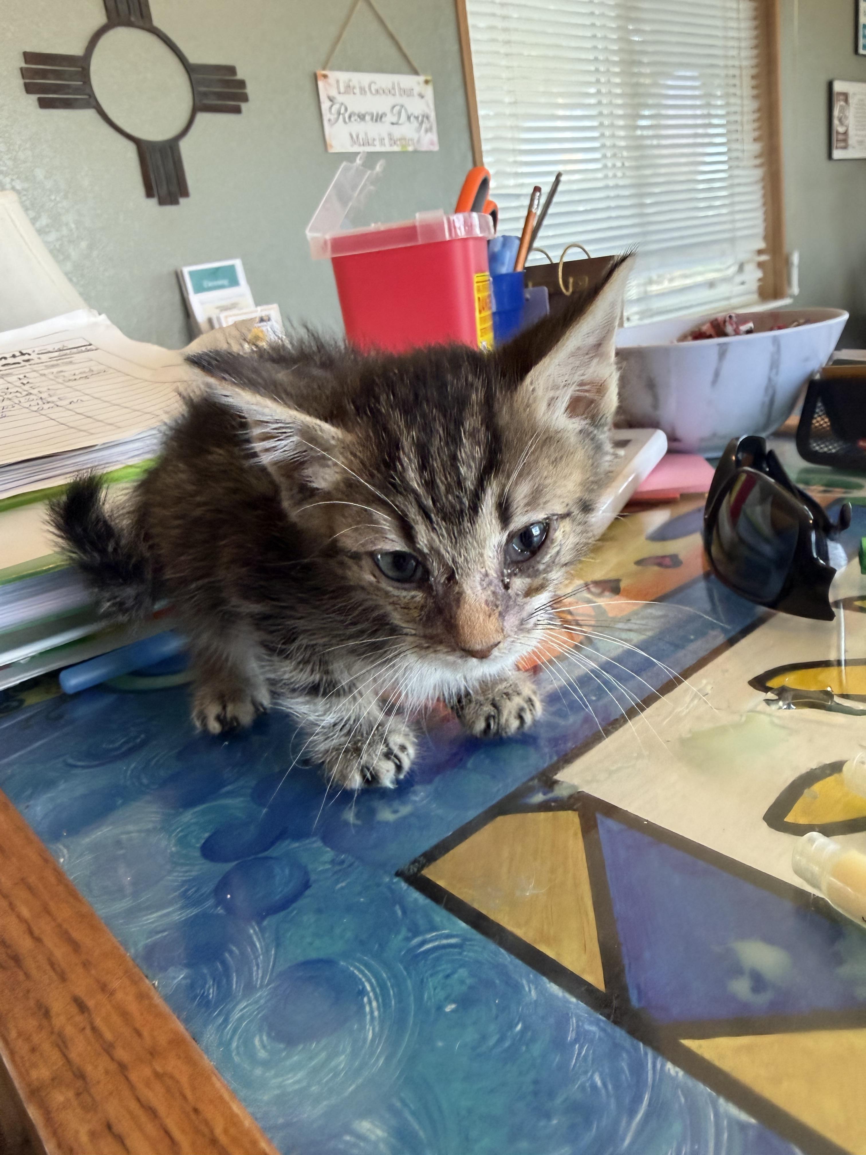 Enlarge Richard, a Adoptable Domestic Short Hair in Deming, NM image 2/2